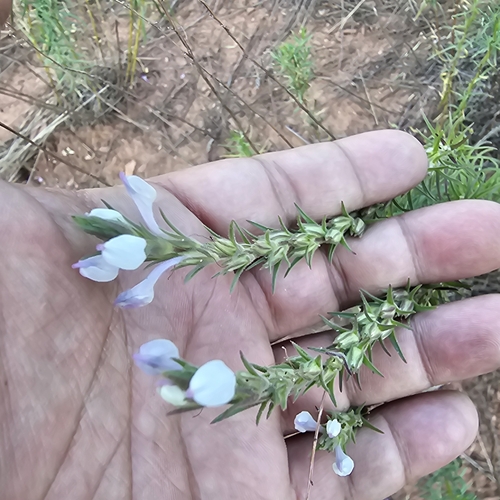 Image of Orthocarpus purpureoalbus by (c) Indio Brown, some rights reserved (CC BY)