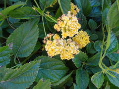 Lantana