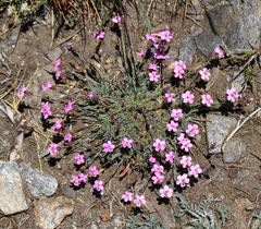Dianthus pungens brachyanthus