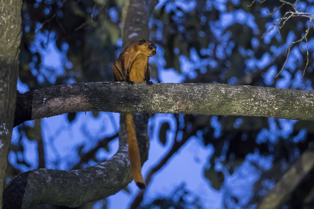 Red Giant Flying Squirrel (Petaurista petaurista) - Know Your Mammals