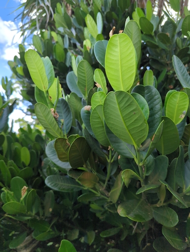 Garcinia subelliptica