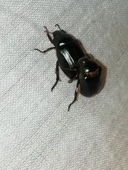 Paranomala cincta