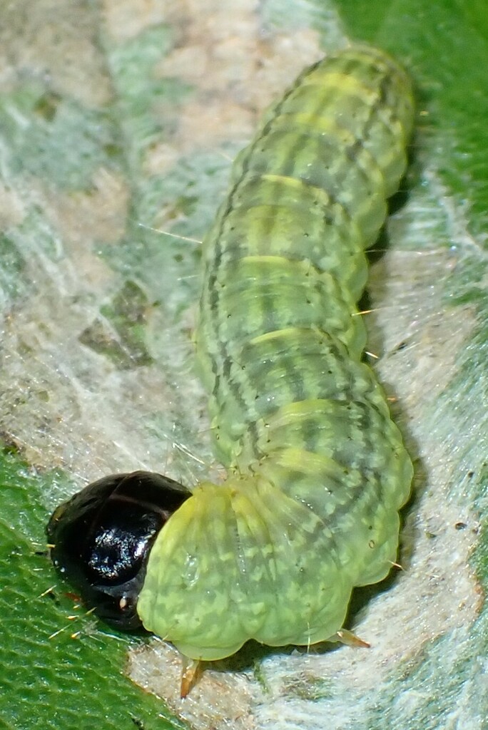 Locust Leafroller Moth