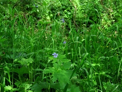 Geranium pseudosibiricum