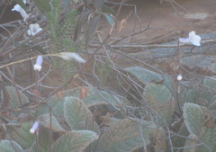 Streptocarpus meyeri