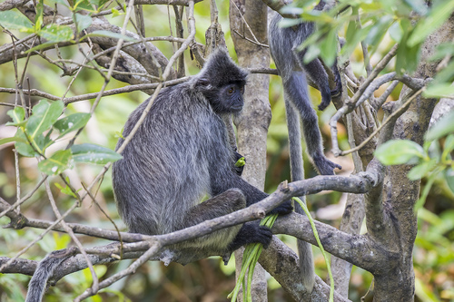 Silvered Leaf Monkey, photo 5 of 8