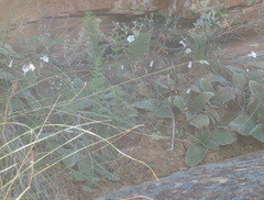 Streptocarpus meyeri