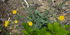 Arnica spathulata
