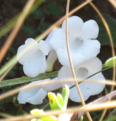 Streptocarpus meyeri