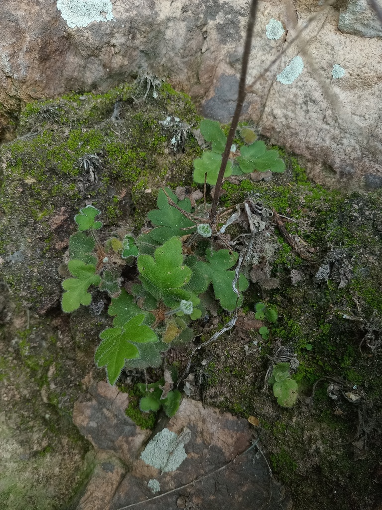 Doradilla