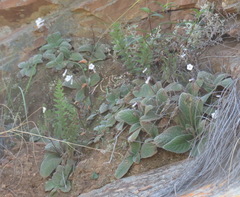 Streptocarpus meyeri