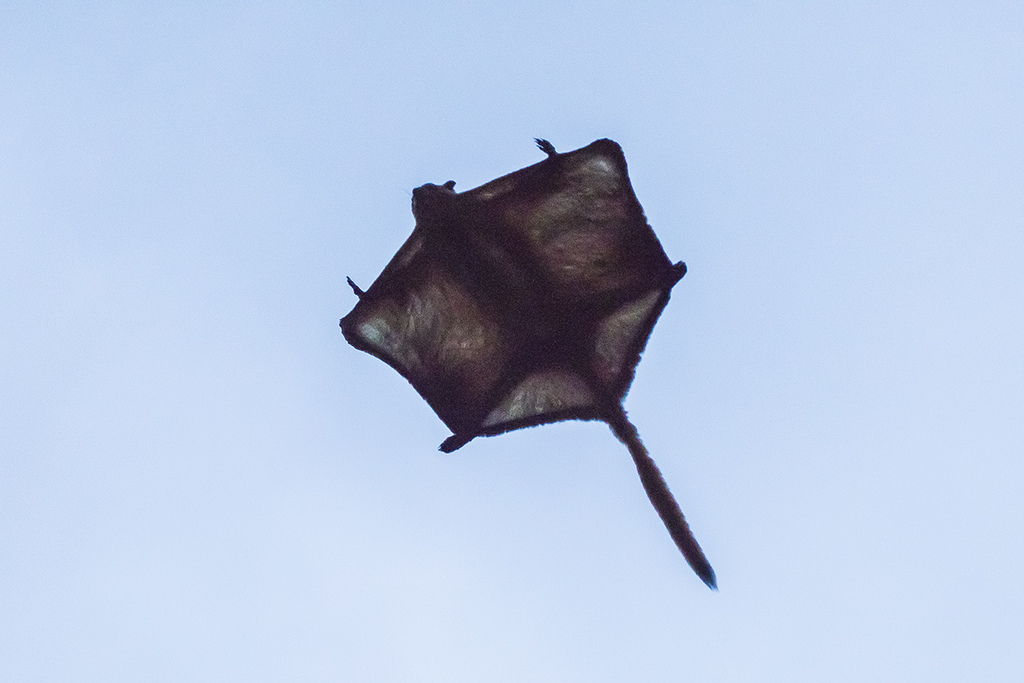 Giant Flying Squirrels