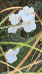 Streptocarpus meyeri