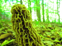Morchella esculenta
