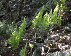 Phlebodium pseudoaureum