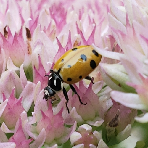 Convergent Lady Beetle (Hippodamia convergens), a species recorded in Delaware