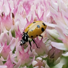 Convergent Lady Beetle