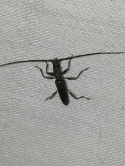 Neocompsa puncticollis