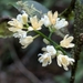 Simaba guianensis - Photo (c) accidentalshrike, some rights reserved (CC BY-NC), uploaded by accidentalshrike