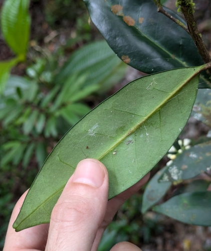 Foto de Cedroarana