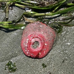 Cribrinopsis albopunctata