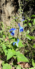 Salvia patens