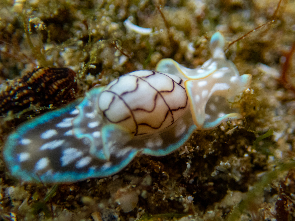 Micromelo scriptus