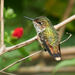 Scintillant Hummingbird - Photo (c) Grigory Heaton, some rights reserved (CC BY-NC), uploaded by Grigory Heaton