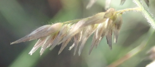 Image of Enneapogon scoparius by (c) Nicola van Berkel, some rights reserved (CC BY-SA)