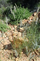 Enneapogon scoparius