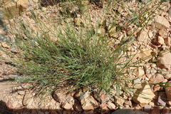 Enneapogon scoparius