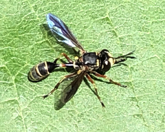 Physocephala marginata