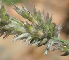 Enneapogon scoparius