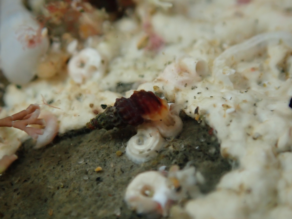 Merelina lacunosa