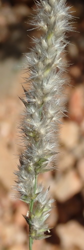 Image of Enneapogon scoparius by (c) Nicola van Berkel, some rights reserved (CC BY-SA)