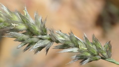 Enneapogon scoparius