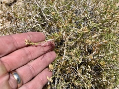 Amphipappus fremontii