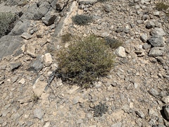 Amphipappus fremontii