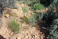 Enneapogon scoparius