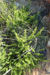 Cliffortia drepanoides