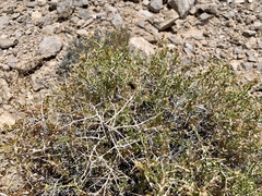 Amphipappus fremontii