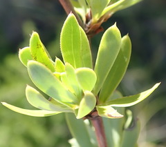 Cliffortia drepanoides