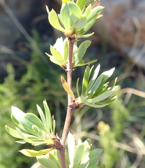 Cliffortia drepanoides