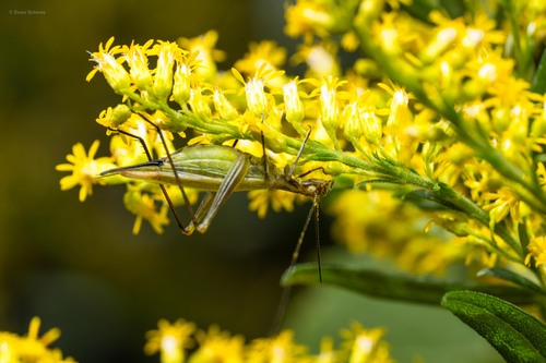 Forbes' Tree Cricket photo 5