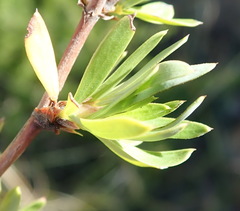 Cliffortia drepanoides