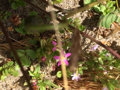 Zeltnera muehlenbergii