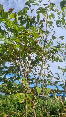 Fraxinus mandshurica, photograph 2