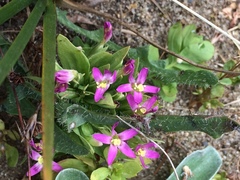 Zeltnera muehlenbergii