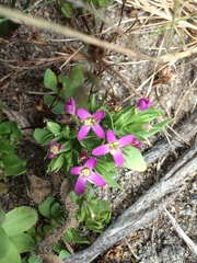 Zeltnera muehlenbergii