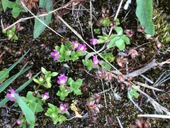 Zeltnera muehlenbergii